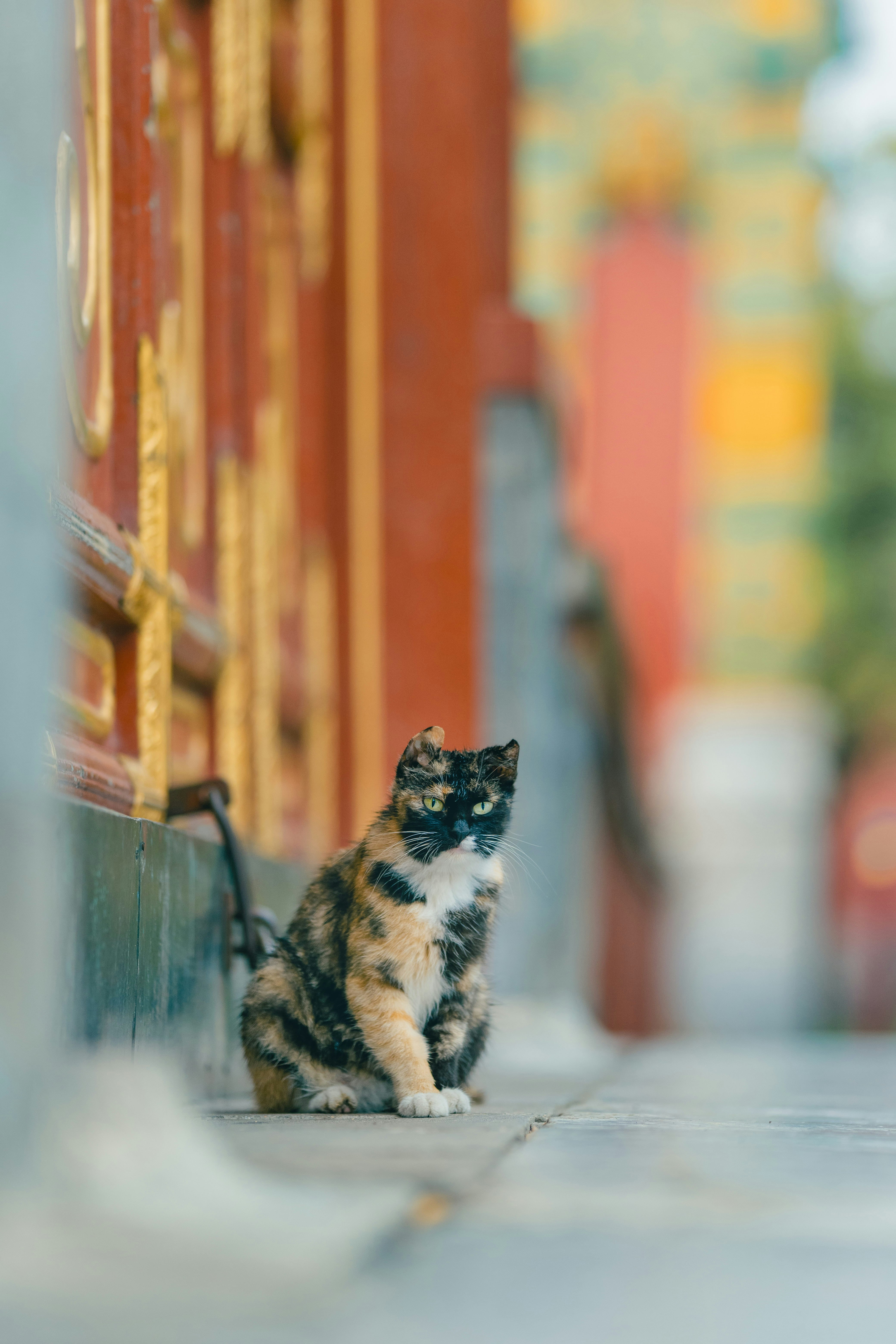 black orange and white cat on white floor